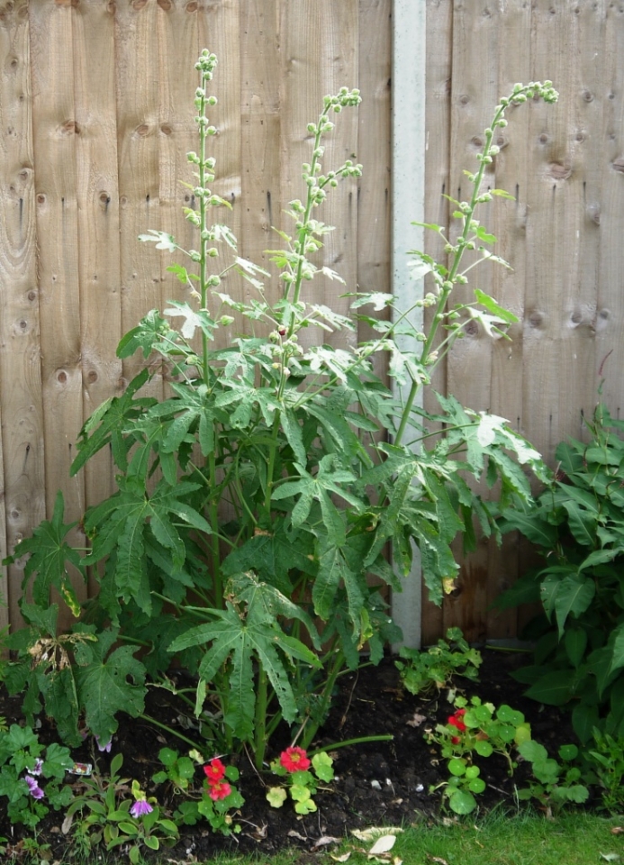 Rescued Hollyhock