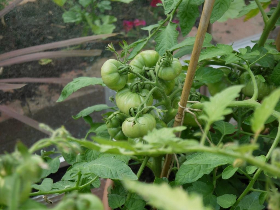 Marmande Tomatoes (from seed)