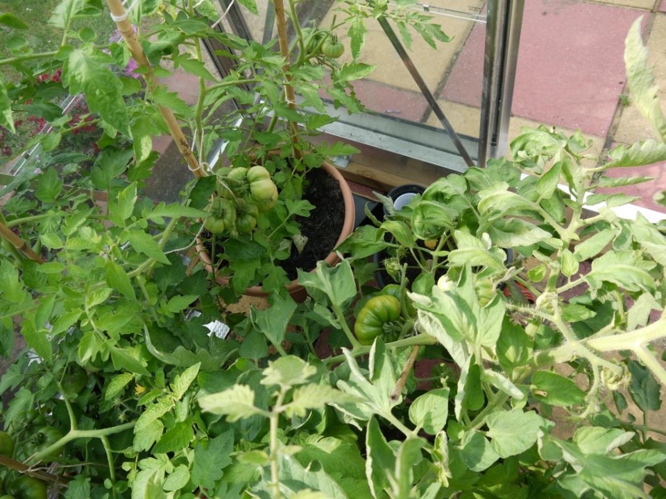 Marmande Tomatoes (from seed)