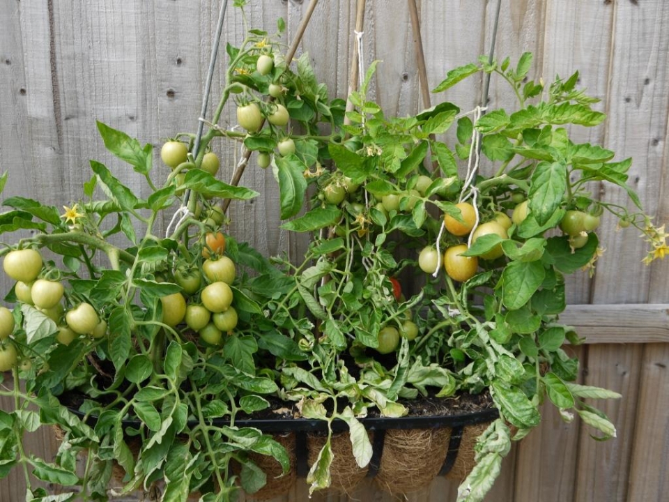 Maskotka Tomatoes ripening (from seed)