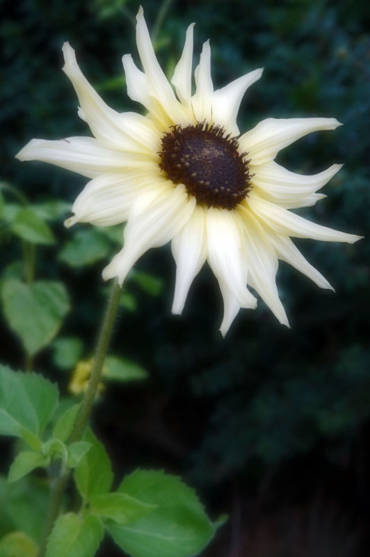 Sunflower, 'vanilla ice' has done very nice this year in my garden. I gave it the soft touch here.