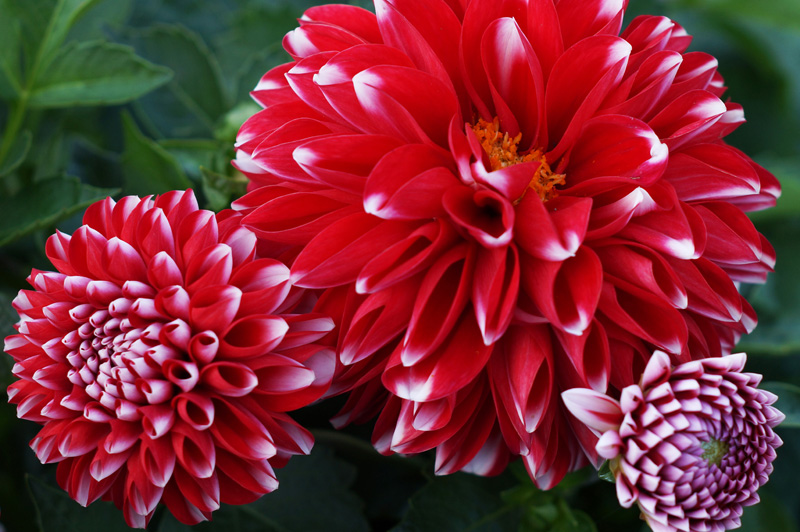 This red and white dahlia did really well for me.