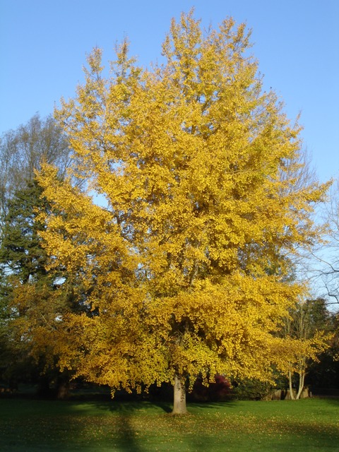 White poplar in autumn