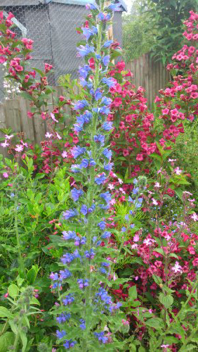 Does anyone know what this is? It came out of a mixed packet of wildflowers and is a biennial...