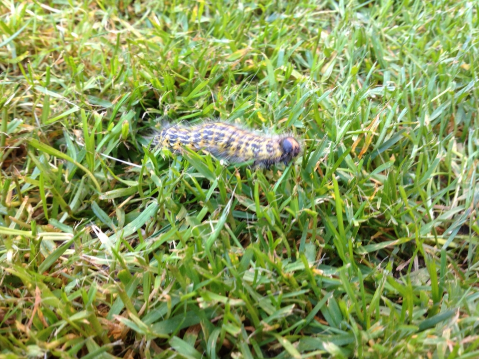 Anyone know what type of caterpillar this is?