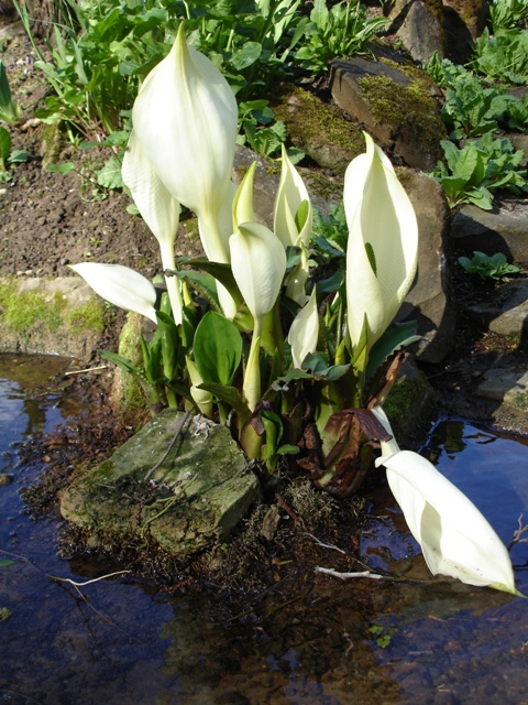 Skunk Cabbage