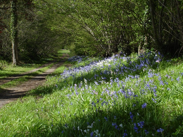 Bluebell time