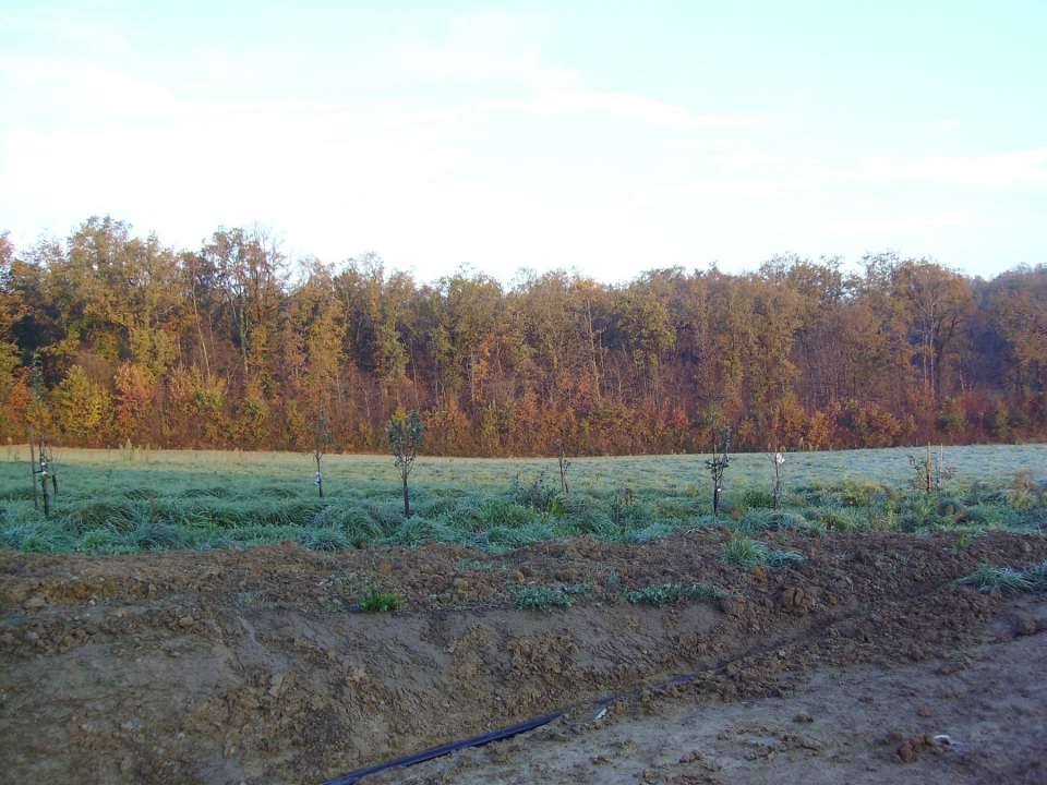 We planted 18 fruit trees 18 months before moving over. The neighbour kept them watered for us...