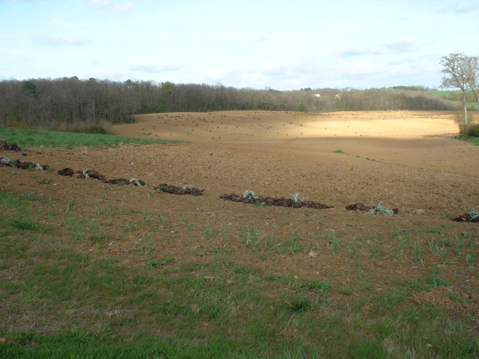 Three passes with 'our' farmer's big tractor and cultivator and voila...a veg plot is born.