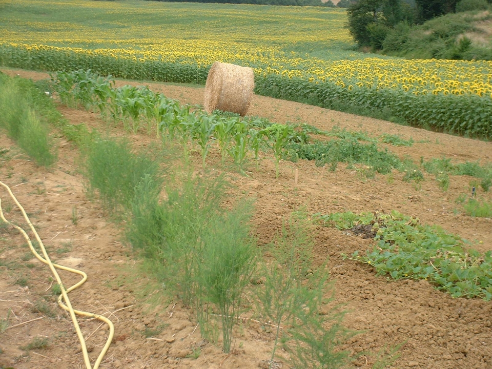 We planted 250 asparagus plants as an edging.