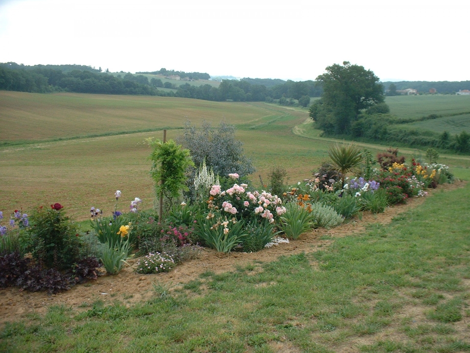 Irises and roses do really well here