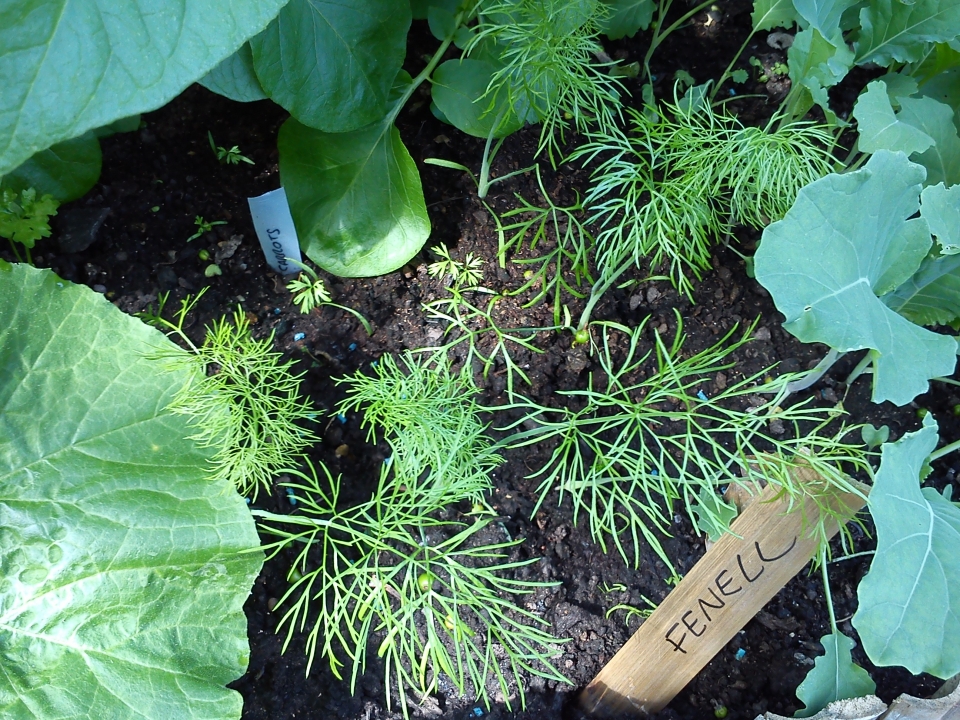 Fennel coming along nicely