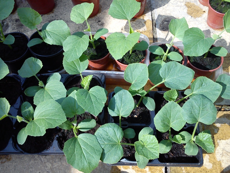 Melons growing from seed from shop bought Melon