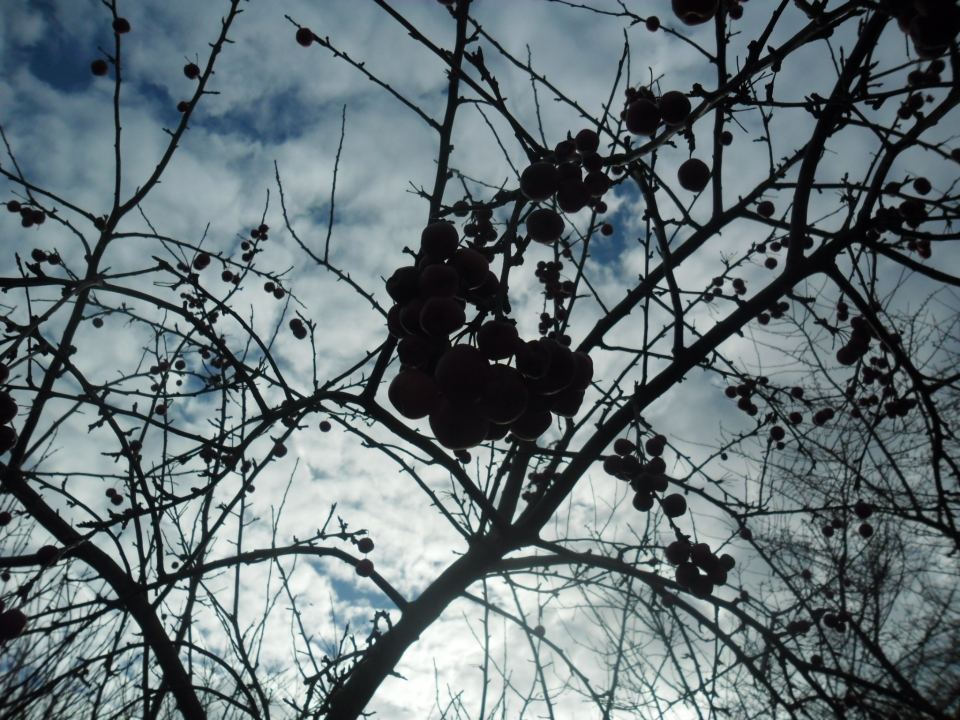 Hawthorn tree maybe?