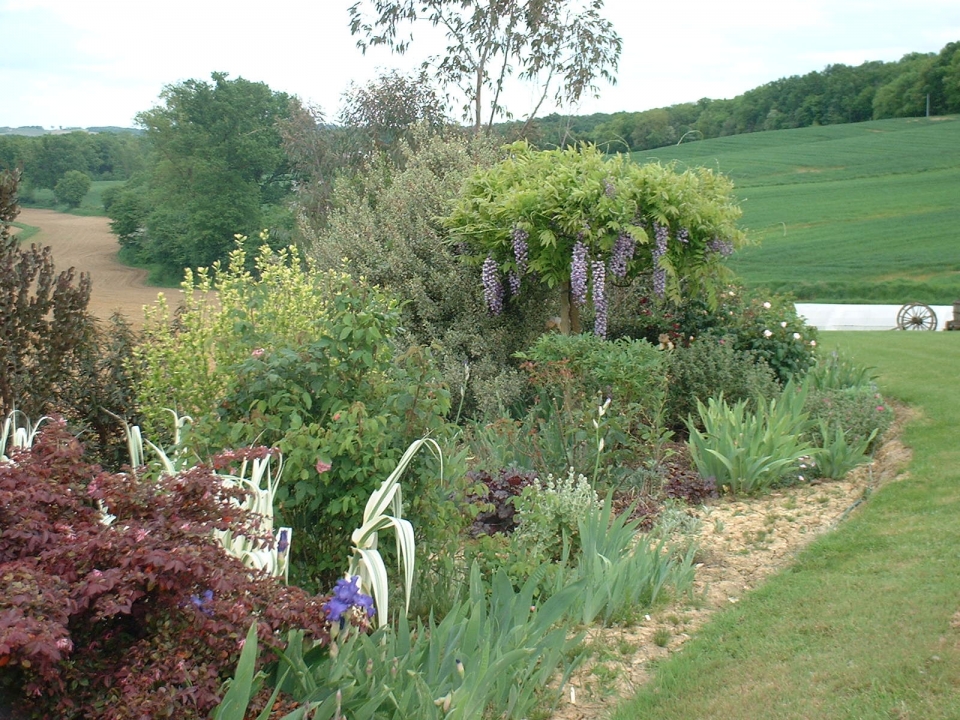 Wisteria 'Black Dragon'