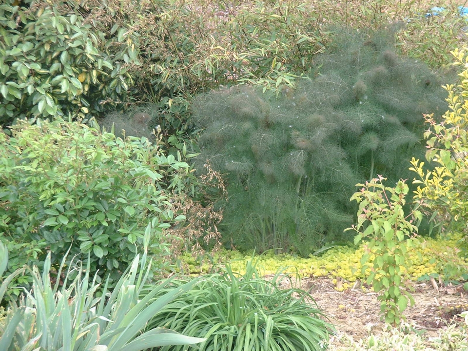 Bronze fennel self-sows well