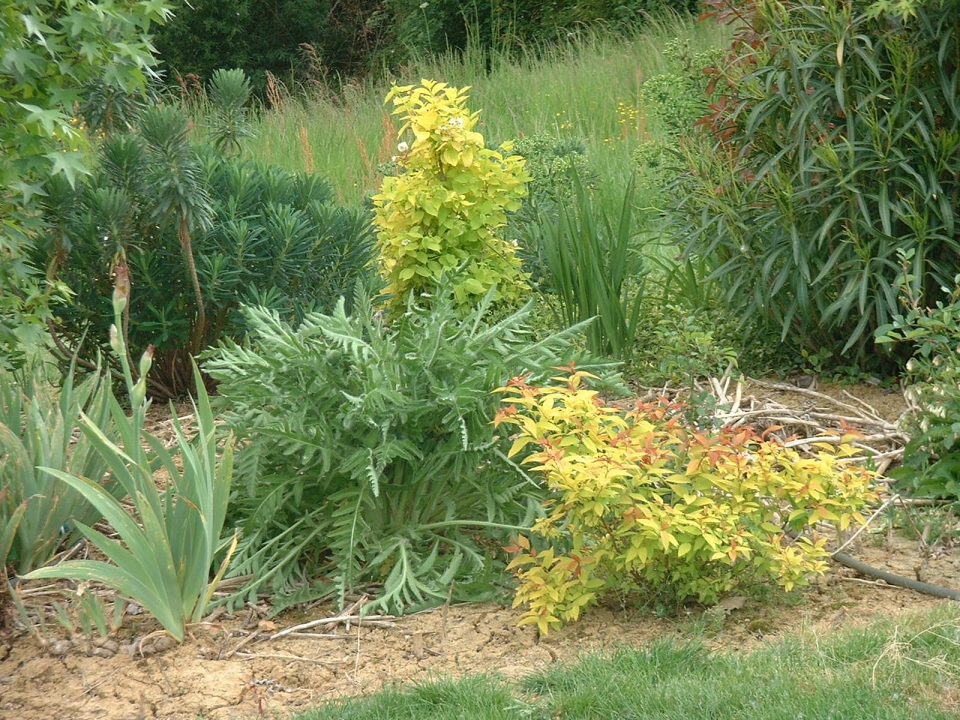 Crocosmia, Cannas and Hedychium take over from Iris in summer