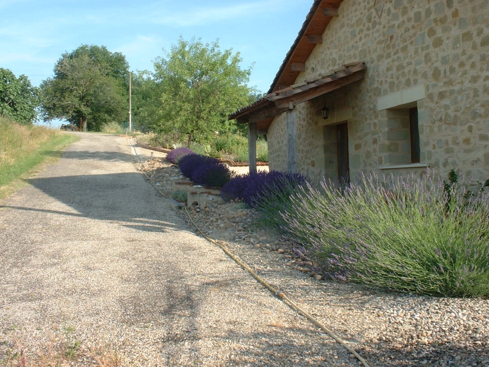 Plans to gradually add succulents like Agave and Echeveria in front of the Lavender