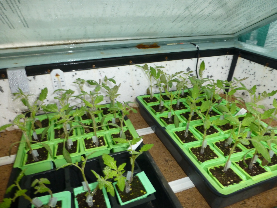 Grafted plants in healing chamber (Day 3 Letting fresh air in)