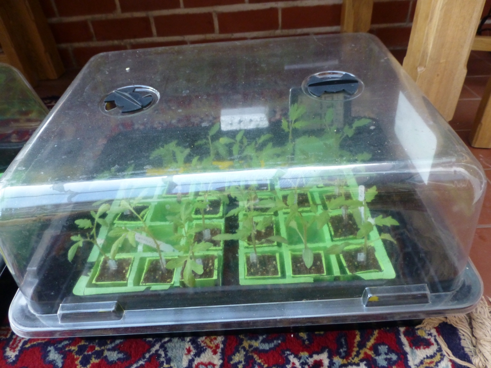 Last batch (as before) Dropping humidity in propagator (about day 10/11)