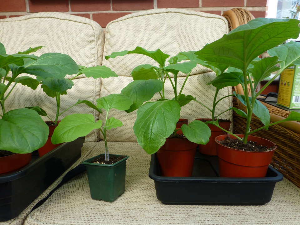 Grafted aubergine on tomato rootstock