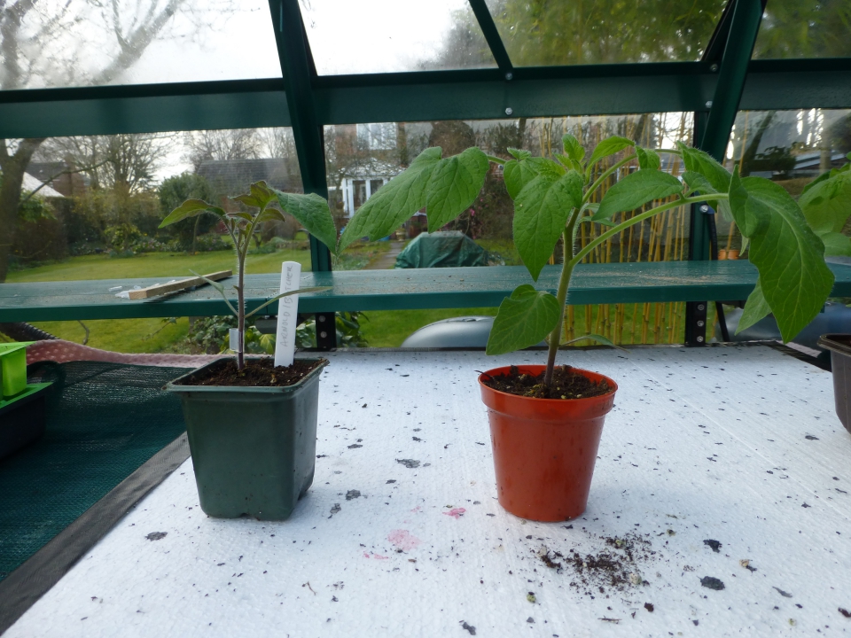 Grafted Bloody butcher and ungrafted (Planted same date)