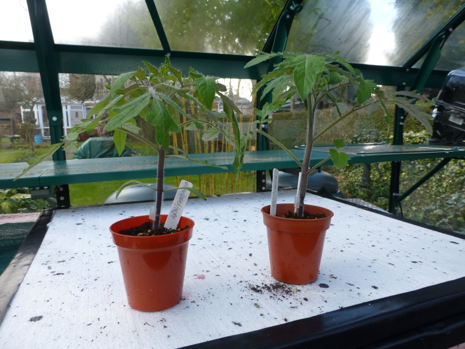 couple of earlier trials (Grafted 17/2/15)