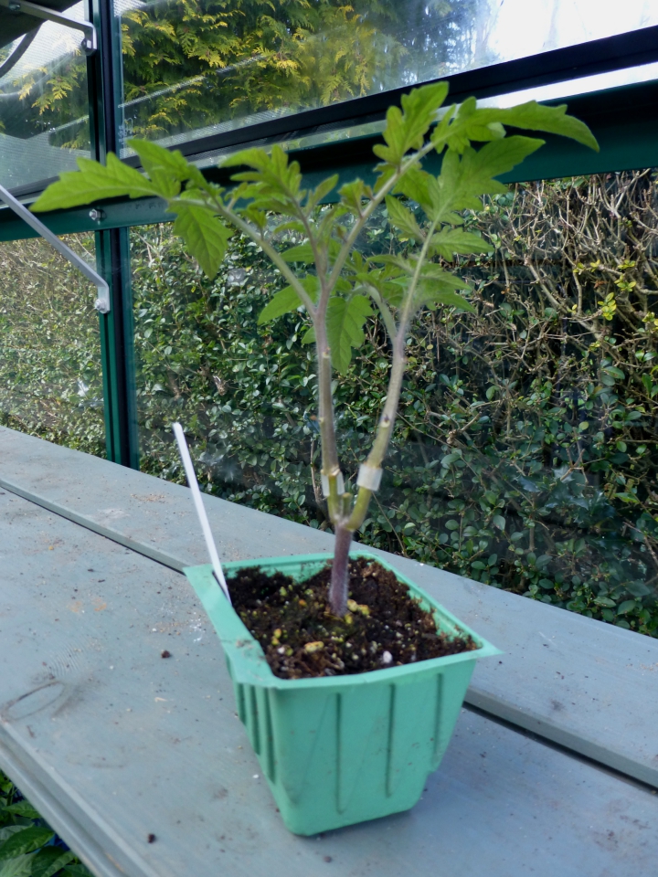 2 varieties grafted onto single rootstock (4/3/15)