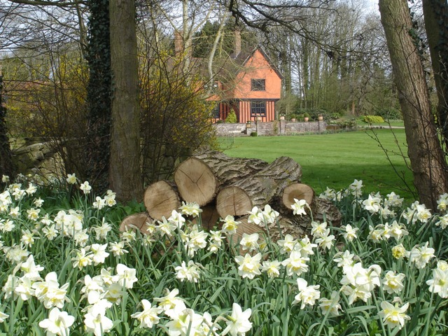 Daffodil wood