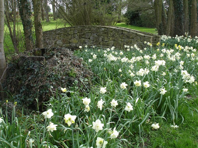 Daffodil bridge