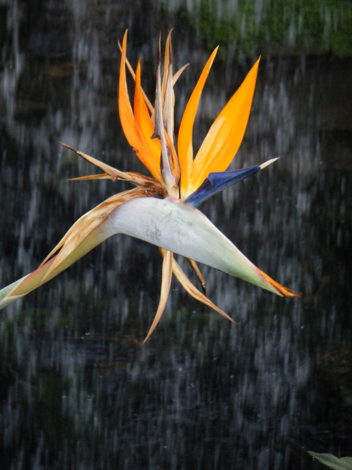 Strelitzia flower at Wisley