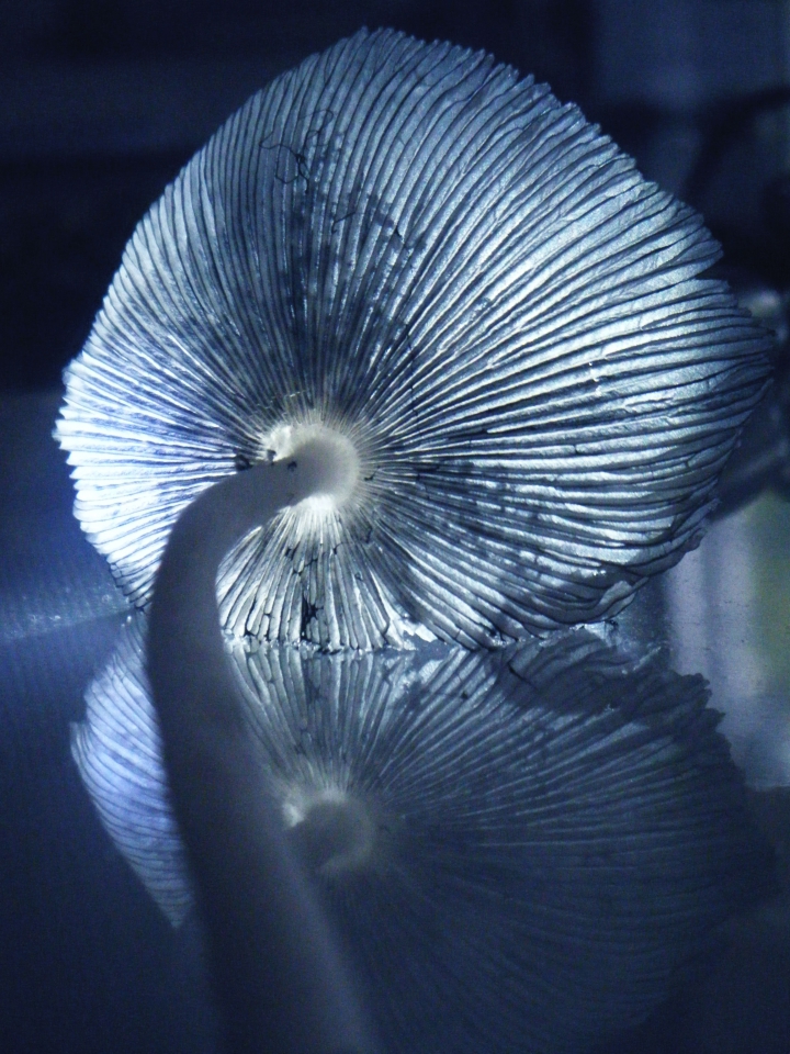 A mushroom from my garden backlit with a torch