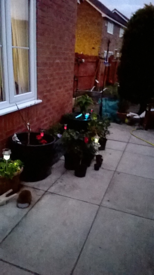 plants on side patio my bedroom door