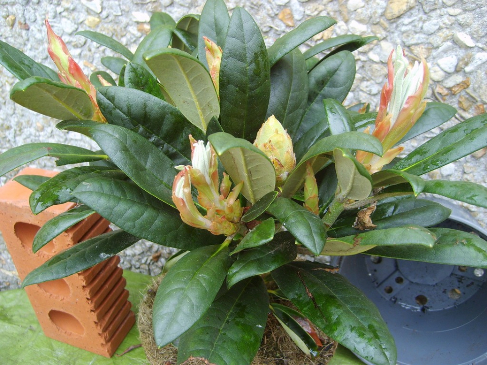 Rhododendron need re-potting?