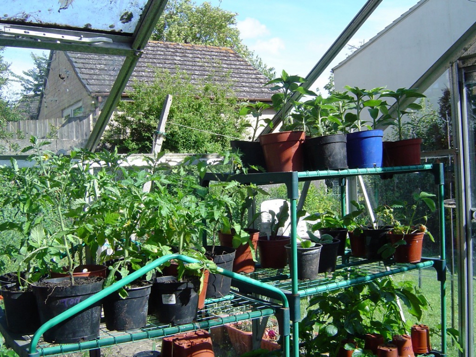an explosion of Tomatoes in the Greenhouse since removing half of one side of the roof glazing