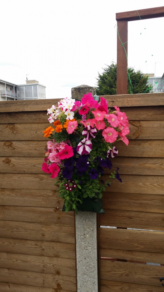 I think he is growing sweet pea next door.