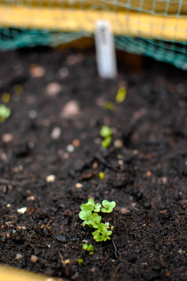 First veggies showing their pretty little faces!