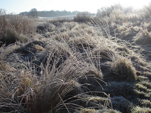 A frosty February morning in the wild area.