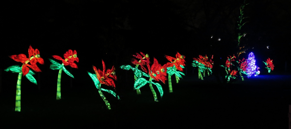 Flower lights at  Kew at Xmas