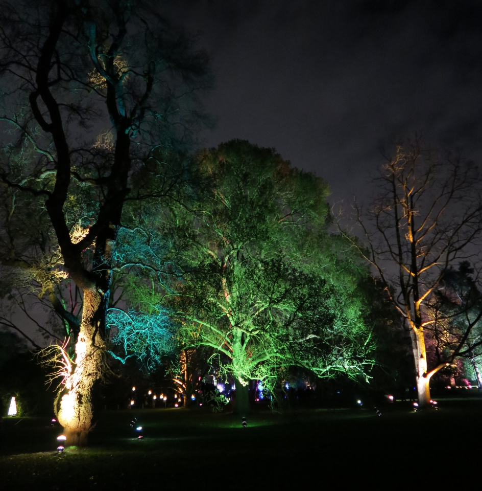 Lit trees at Kew Xmas