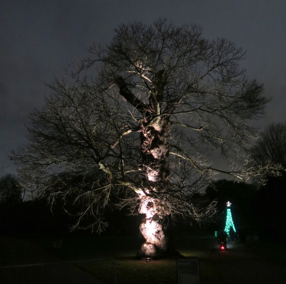 Kew tree xmas