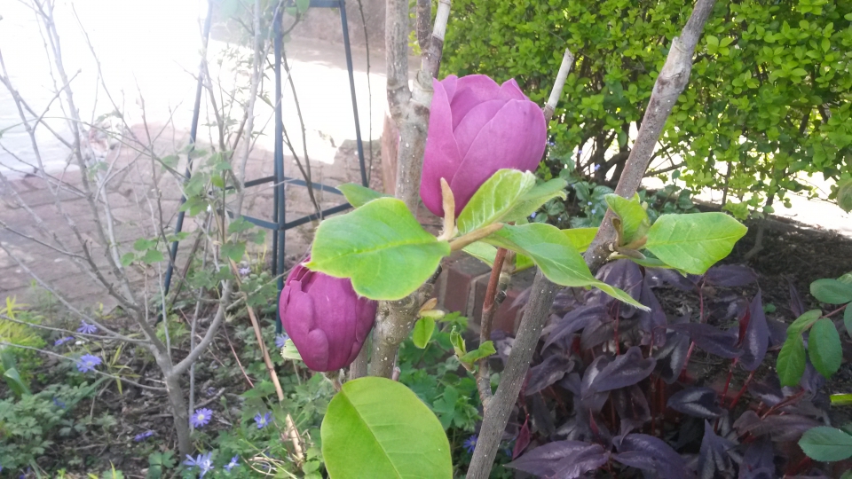 Black Tulip magnolia flowers first year