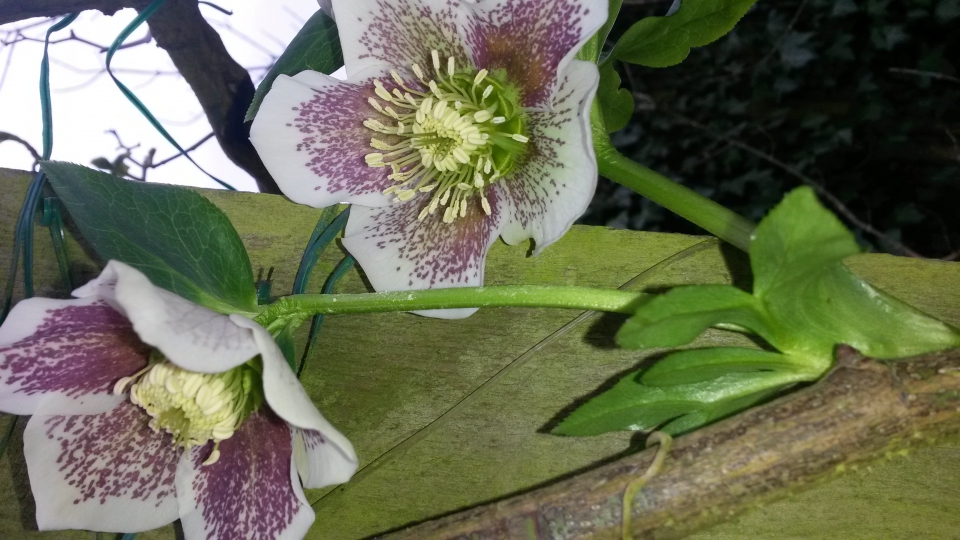 Hellebore