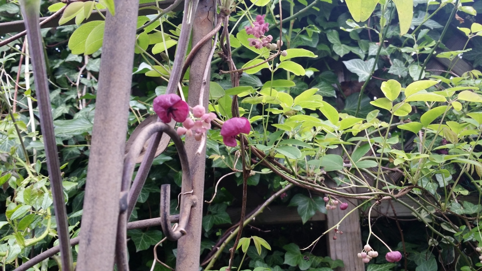 Chocolate vine April 2016