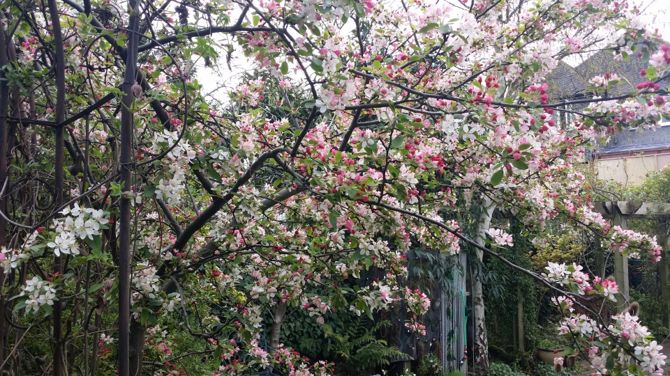 Crab Apple Spring 2016