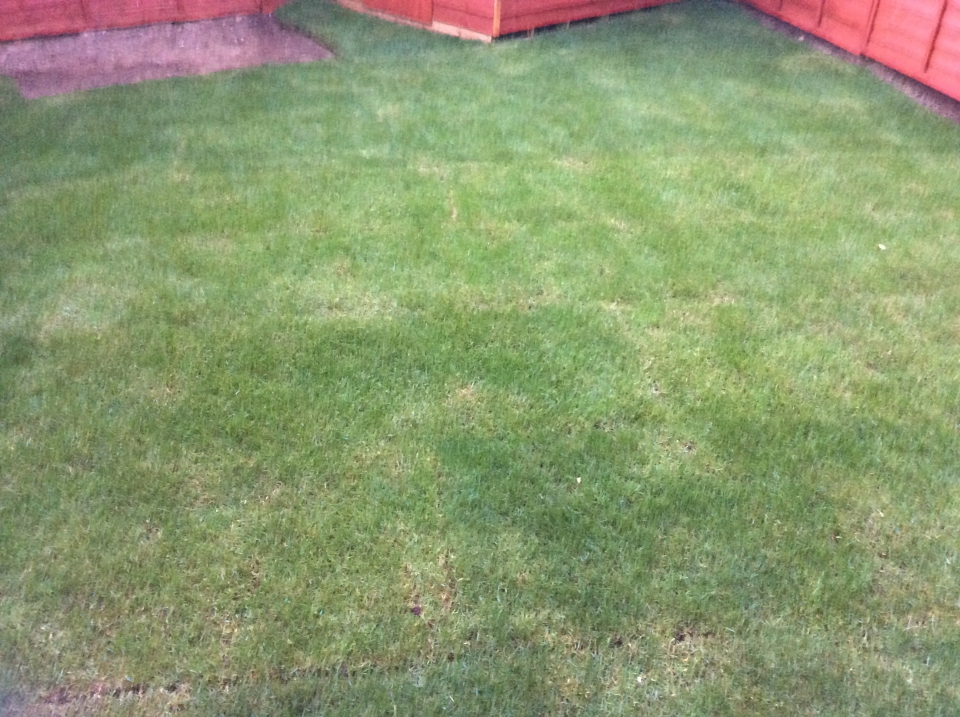 Grass starting to fail already...and it was watered every day as per instructions