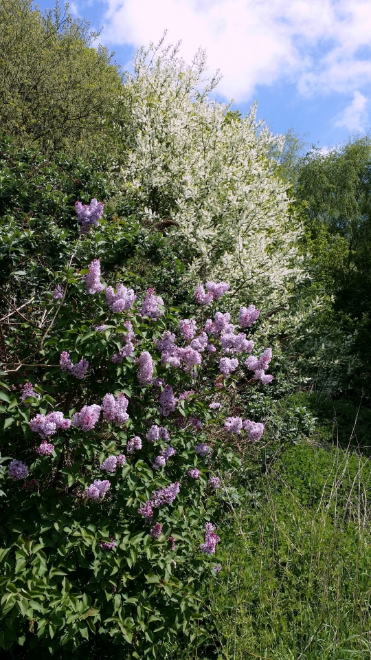 The woods just outside our garden.