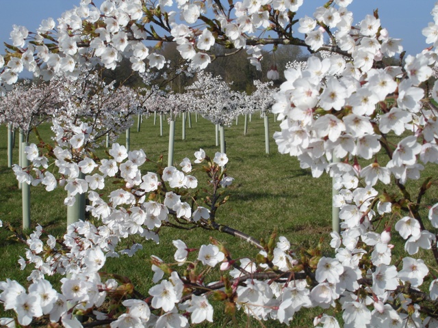 The Cherry Plantation