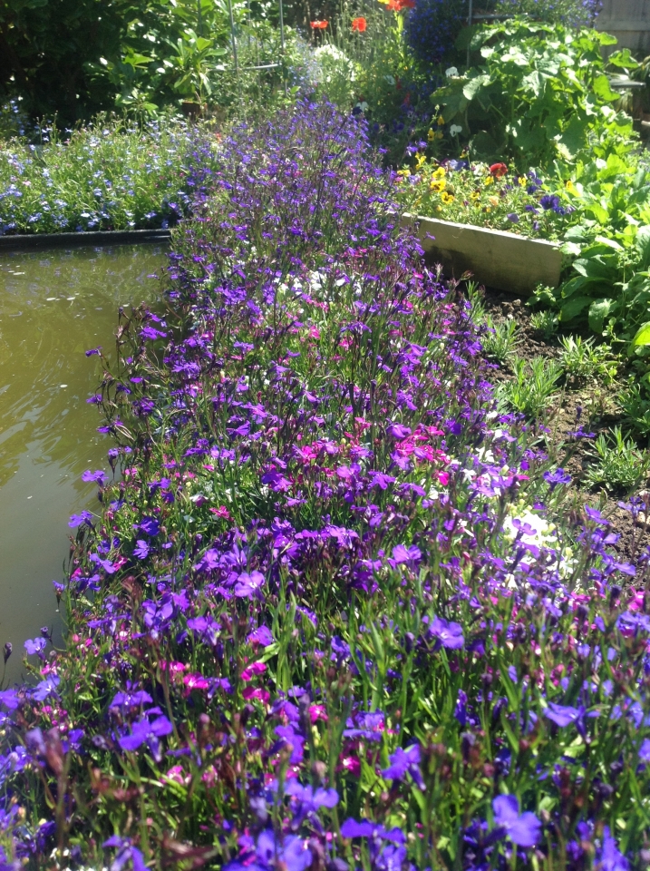 All from seed - my favourite Lobelia