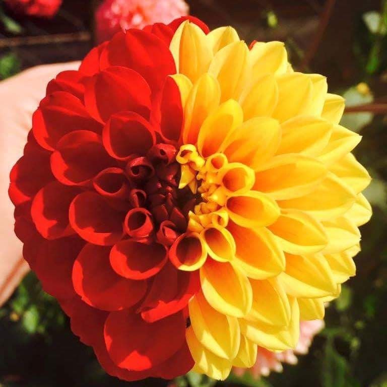 This is supposed to be a red pompom dahlia.  Taken in my garden a couple of years ago